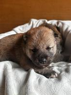 Shiba inu pups (Genk, België), Dieren en Toebehoren, België, Fokker | Hobbymatig, Poolhond, Meerdere