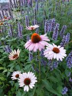 Zonnehoed | Echinacea purpurea Magnus, Volle zon, Vaste plant, Zomer, Ophalen