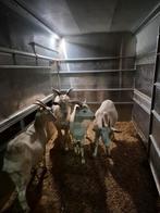 3 witte geiten en 1 bok, Dieren en Toebehoren, Schapen, Geiten en Varkens, Meerdere dieren, Geit