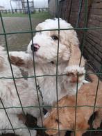 Labradoodle puppy's, laatste 3!, Dieren en Toebehoren, Honden | Chihuahua's en Gezelschapshonden, Overige rassen, 8 tot 15 weken