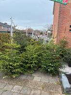 Kerstbomen met kluit of gezaagd - Kleine tot grote partijen, Tuin en Terras, Bloeit niet, Minder dan 100 cm, Volle zon, In pot