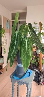 Anthurium Warocqueanum XL, Huis en Inrichting, Ophalen of Verzenden, Halfschaduw, Minder dan 100 cm