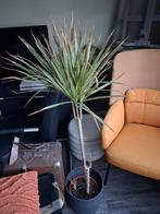 Dracaena met Pot, Ophalen of Verzenden, Halfschaduw, Minder dan 100 cm