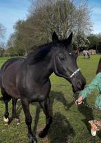 Gezocht verzorger, bijrijder voor e pony in Epe/Heerde Zuid, Dieren en Toebehoren, Ophalen