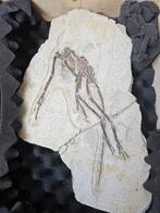 Anchiornis dinosaurus fossiel, Ophalen, Fossiel