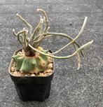 Cactus, Digitostigma, Huis en Inrichting, Ophalen of Verzenden, Cactus, Volle zon, Minder dan 100 cm