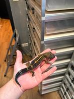 1.0 pure black night, Dieren en Toebehoren, Hagedis, 0 tot 2 jaar