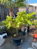 Leuke vijgenboom in een zeer ruime pot aangeboden!!, Ophalen, Volle zon, In pot, Bloeit niet