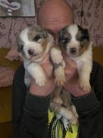 Prachtige Australian Shepherd X Berner Sennen pups te koop, Dieren en Toebehoren, Reu, 8 tot 15 weken, CDV (hondenziekte), Meerdere