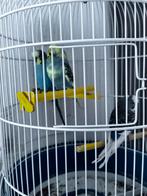 3 grasparkieten met kooi gratis meenemen, Dieren en Toebehoren, Meerdere dieren, Parkiet
