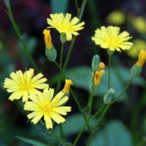 Zakje zaden van Akkerkool, Lapsana communis, Tuin en Terras, Bloembollen en Zaden, Ophalen of Verzenden