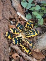 Pachnoda Fissipunctum rozenkever.  6 stuks, Dieren en Toebehoren