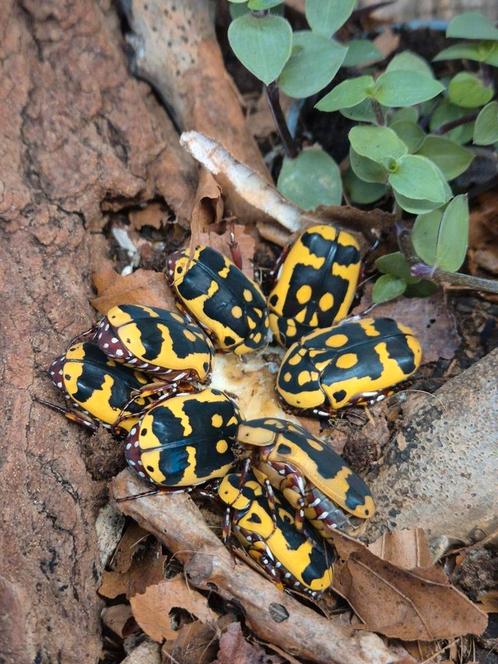 Pachnoda Fissipunctum rozenkever.  6 stuks, Dieren en Toebehoren, Reptielen en Amfibieën