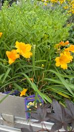 Hemerocallis ‘stella de oro’, Ophalen, Overige soorten, Halfschaduw