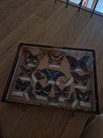 Antieke vlindercollectie in houten lijst, Antiek en Kunst, Ophalen