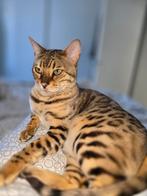 Bengaal 1,5 jaar, Dieren en Toebehoren, Katten en Kittens | Overige Katten, Poes, Kortharig, 0 tot 2 jaar