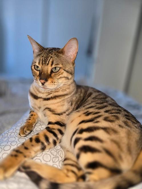 Bengaal 1,5 jaar, Dieren en Toebehoren, Katten en Kittens | Overige Katten, Kortharig, Poes, 0 tot 2 jaar