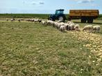 Weidelammeren gevraagd en schapen., Dieren en Toebehoren, Schapen, Geiten en Varkens, Mannelijk, Schaap