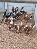 6 koppel hunchekken, Meerdere dieren, Overige soorten