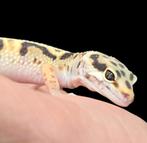 luipaardgekko , leopard gecko , Eublepharis macularius, 0 tot 2 jaar, Hagedis