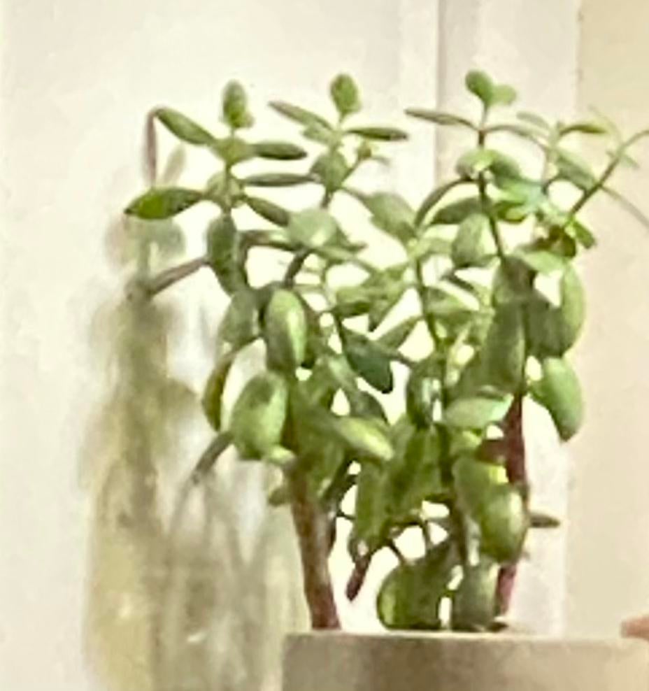 Mooie plant, Huis en Inrichting, Kamerplanten, Ophalen, Halfschaduw, Minder dan 100 cm