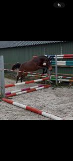 1,5 jarige spring merrie Donthargos x Nummero Uno, Dieren en Toebehoren, Paarden, Merrie, Springpaard, 0 tot 2 jaar, Onbeleerd