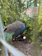 Koppel java pauwen, Dieren en Toebehoren, Pluimvee, Meerdere dieren, Overige soorten