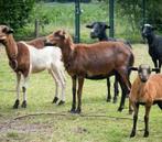 Goed tehuis gezocht voor 23 kameroen ooien en ram, Dieren en Toebehoren, Schapen, Geiten en Varkens, Meerdere dieren, Schaap