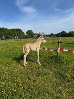 Gezocht: opfok merrieveulen van mei 2025, Opfok