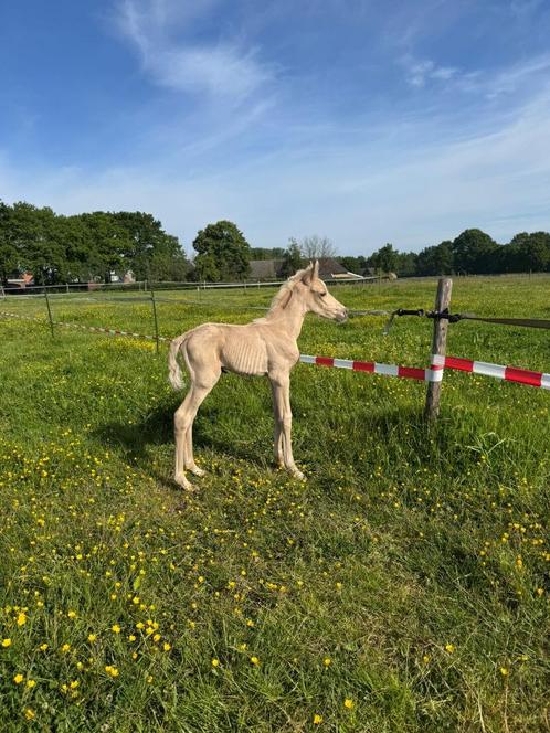 Gezocht: opfok merrieveulen van mei 2025, Dieren en Toebehoren, Stalling en Weidegang, Opfok
