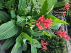 canna-knollen, Tuin en Terras, Bloembollen en Zaden, Knol, Ophalen of Verzenden, Voorjaar, Volle zon