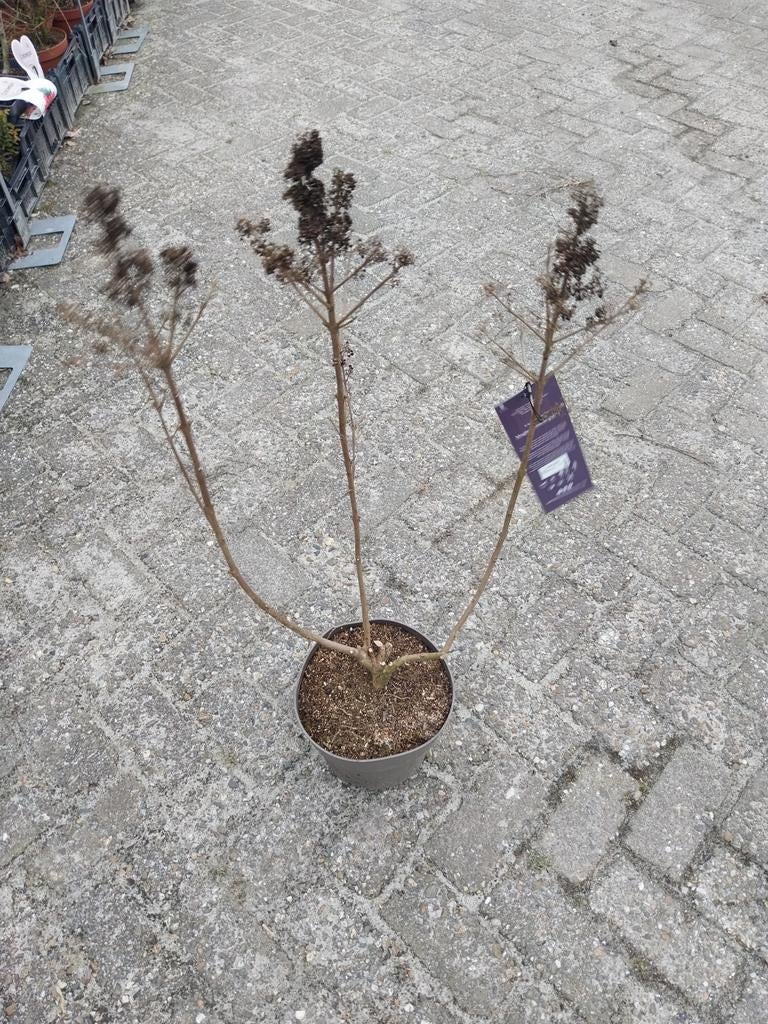 Restpartij witte callicarpa struiken, Tuin en Terras, Planten | Tuinplanten, Ophalen, Overige soorten, Volle zon