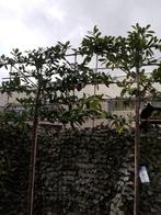 Mooie wintergroene lei-laurier op bamboe rek, Tuin en Terras, Planten | Bomen, Bloeit niet, Leiboom, Halfschaduw, 250 tot 400 cm