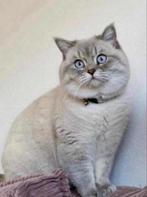 Britse korthaar dekkater, Kater, 3 tot 5 jaar