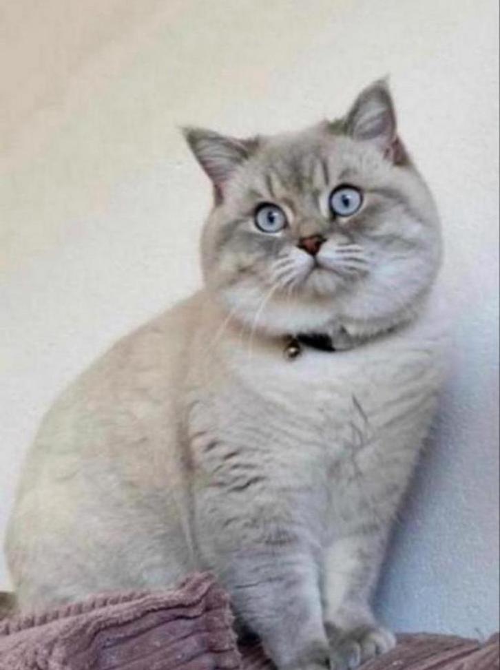 Britse korthaar DEKKATER, Dieren en Toebehoren, Katten en Kittens | Raskatten | Korthaar, Kater, 3 tot 5 jaar