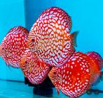Discus Red Map 8 cm - Siner - Koidreams, Vis, Zoetwatervis