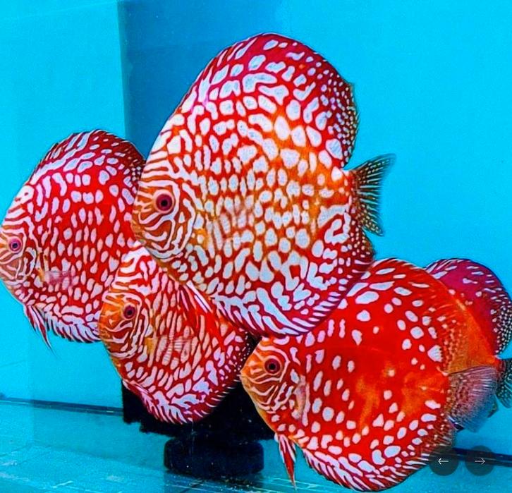 Discus Red Map 8 cm - Siner - Koidreams, Dieren en Toebehoren, Vissen | Aquariumvissen, Zoetwatervis, Vis