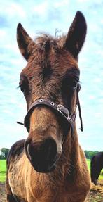 Bruine shetlander en pony concourswagen samen 500, Dieren en Toebehoren, Pony's, 0 tot 2 jaar, Hengst, A pony (tot 1.17m), Gechipt