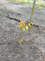 Walnoten boompjes, Tuin en Terras, Planten | Fruitbomen, Volle zon, Ophalen