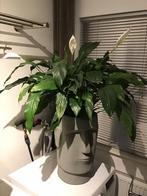 Spathiphyllum/ lepelplant met pot., Huis en Inrichting, Kamerplanten, Ophalen