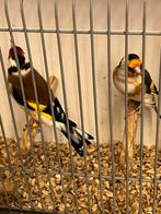 Koppel majoor putters, Meerdere dieren, Wildzangvogel, Geringd