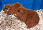 2 schattige, jonge cavia's,zeugjes,californa x rex,vervoer, Dieren en Toebehoren, Knaagdieren, Cavia, Vrouwelijk, Tam, Oktober