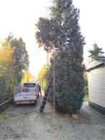 ETW boomverzorger- deskundig snoeien, vellen en advies!, Ophalen of Verzenden, Volle zon, Overige soorten