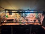 Terrarium incl 2 baardagamen, Ophalen, Zo goed als nieuw