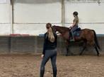 Paardrijles op onze paarden prive of met twee in EDE, Diensten en Vakmensen, Dieren | Paarden | Verzorging, Oppas en Les