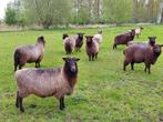 Donkere (wensleydale) longwoolschapen, Dieren en Toebehoren, Schapen, Geiten en Varkens, Schaap, Meerdere dieren