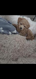 Maltipoo Puppy reutje, 8 tot 15 weken, Eén hond, Nederland, Particulier