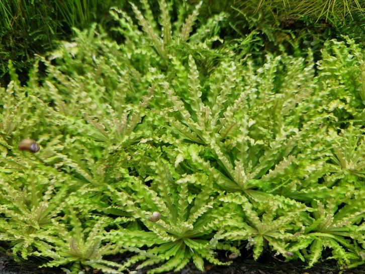 Pogostemon helferi - Aquariumplant, Dieren en Toebehoren, Vissen | Aquaria en Toebehoren, Nieuw, Plant(en), Steen of Hout, Ophalen of Verzenden