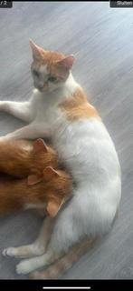 Poes Gratis af te halen!, Dieren en Toebehoren