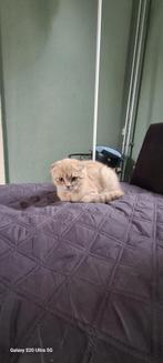 Schotse kitten, Dieren en Toebehoren, Kater